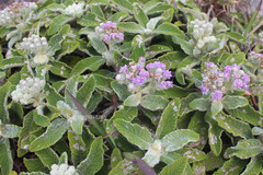 Vernonia gossypina